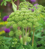 Angelica archangelica Seeds - 50 Count - Norwegian Angelica - Biennial Herb - Zone 4-7