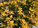 5 Cuttings Crassula Ovata Hummels Sunset Golden Jade Plant Succulent 3-4 Inches