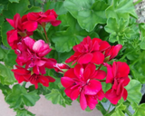 Rose Red Citronella Ivy Geranium - 3 Fresh 6" Starter Cuttings, Fragrant Blooms, Drought Tolerant, Zones 5-10, Container/Hanging Basket Plant