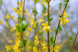 10 Forsythia Unrooted Cuttings (6-8") - Fast Growing Shrub for Rooting - Forsythia x intermedia, Yellow Blooms, Decorative Garden Plant