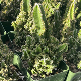 Fairytale Cactus Top Cutting - 9-12" Rooted Rare Cactus, Fast-Growing, Drought-Tolerant, Air-Purifying, Showy Blooms, Indoor/Outdoor Plant