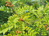 Sansho Pepper Tree Cuttings - 4 Pcs, Zanthoxylum piperitum, Japanese Culinary Herb, Fragrant Leaves, Zones 6-9, Rare Garden Addition