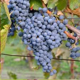 Thomcord Seedless Grape Cuttings - 5 Pack - Table Grape Vine - Propagation Ready - US Grown