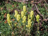 50 mg Seeds Castilleja sulphurea (Sulfur Paintbrush) Indian Paint Brush for Planting | Vibrant Wildflower for Pollinator Gardens