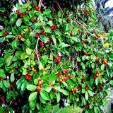 50 Seeds Tropical Strawberry Guava (Psidium Cattleianum) - Organic Pink Guava - Exotic Fruit Tree - Sweet & Tart Flavor