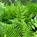 5 Lady Fern Plants - Athyrium filix-femina | Bare Root Woodland Fern | Native Perennial for Shade & Moist Gardens
