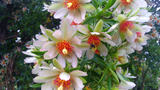 Pereskia aculeata Variegated, 4" Potted Plant, Cactus with Leaves, Rare Variety