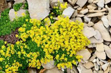 5 Ground Cover Golden Creeping Sedum, Yellow Perennial, Sedum acre, Drought Tolerant, Low Maintenance, Bare Root Plants for Garden