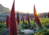 Tower of Jewels Live Plant - 3" Pot, Echium wildpretii, Rare Biennial, 10ft Salmon-Red Spikes, Drought Tolerant, Zones 9-10, Canary Islands Native