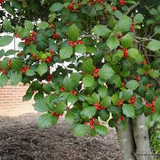 30 American Holly Bush Seeds (Ilex opaca), Hardy Shrub, Evergreen Tree, Perfect for Hedges, Privacy Screens, & Landscaping, Winter Interest