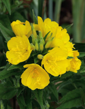 200 Seeds Primrose Evening (Oenothera biennis) Wildflower - Evening Blooming, Hardy Perennial, Attracts Pollinators, Easy to Grow for Garden