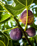 3 Black Mission Fig Trees - Ficus carica | Starter Plants | Sweet Edible Fruit Tree for Containers, Gardens, or Landscapes