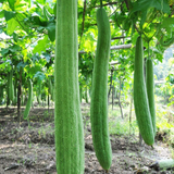 30 Luffa Chubby Pier Gourd Seeds - Non-GMO Loofah Sponge - Grow Your Own Natural Sponges - Easy to Cultivate - High Yield