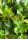 5 Peperomia Angulata Variegated Funky Frog 4" Unrooted Cuttings - Rare Peperomia Houseplant, Easy Care Succulent, Perfect for Propagation