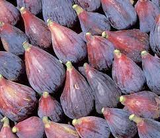3 Fig Trees “Andijan” Rare Unrooted Cuttings - Ficus Carica, Sweet & Delicious, Ideal for Rooting, Grafting, Hardy Fruit Tree, Organic