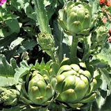 100+ Exotic Globe Artichoke Seeds for Planting | Rare Heirloom Vegetable | Grow Edible Perennial Plants for Garden or Raised Beds