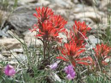 50 Seeds Castilleja angustifolia v. dubia Northwestern Indian Paintbrush – Wildflower for Planting, Red Blooms, Native to North America