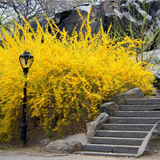 Golden Forsythia Cuttings - 8 Unrooted Stems - Early Spring Yellow Flowers - Hardy Zones 4-9