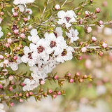 100 Manuka Tea Tree Seeds (Leptospermum scoparium), Honey Bush, New Zealand, Grow Your Own Manuka Honey, Hardy & Aromatic