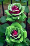 20 Ruby Green Twin Rose Seeds - Rare Bicolor Roses - Unique Heirloom Variety - Fragrant Perennial - Easy to Grow