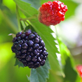 5 TRIPLE CROWN BLACKBERRY Scion Cuttings (Rubus fruticosus) for Rooting or Grafting, 8-10", Heirloom, Sweet Blackberry Bush