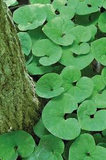 3 Wild Ginger Plant Roots - Asarum Canadense | Bare Root Woodland Perennial | Native Shade Wildflower for Landscaping