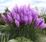 Purple Pampas Grass Plugs (Cortaderia selloana), 3 Plants, 3-5" Tall, USDA Zones 3-10, Full Sun
