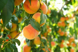 California Peach Cuttings - 7 Live 6" Cuttings, Prunus persica, Fruit Tree Propagation