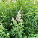 White Meadowsweet - 5 Starter Plugs Seedlings, Spiraea alba, Native Perennial