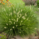 Pennisetum alopecuroides - 3 Sprouted Clumps, Fountain Grass, Zone 5-9