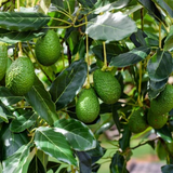 4 Pcs Combo Scions Bacon & Fuerte Avocado Tree Unrooted Cuttings, 2 PCS of Each Variety, Grafting, Home Garden, Fruit Tree, Grow Avocados