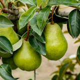 8 Kieffer Pear Scion Wood Cutting - 7-10", Pyrus calleryana, Hardy Fruit Tree, Ideal for Rooting or Grafting, Fruit Tree Propagation