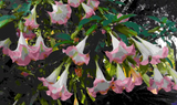 Brugmansia Versicolor Peach Pink 2 Unrooted Cuttings 6" Angel Trumpet Plant