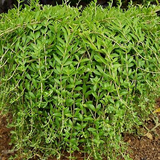 Gold Moss Sedum Cuttings - 20 Live Cuttings, Sedum sarmentosum, Perennial Ground Cover