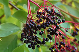 Adams Elderberry Cuttings - 12 Unrooted Stems, Fast-Growing Fruit Bush, White Flowers & Dark Blue Berries for Jams/Jelly, Zones 3-9