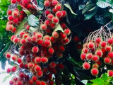Rambutan Cuttings - 5 Live 5-6" Cuttings, Nephelium lappaceum, Tropical Fruit Tree