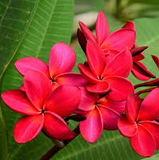 2 Plumeria Wildfire Red Cuttings - Rare Unrooted, 9-12 inches Tall, Fragrant Flowering Plant, Tropical, Frangipani, Live Plant Cuttings