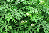12 Chaya Cuttings Deep Lobed Unrooted 6-8” Long – Edible, Fast-Growing Organic Plant