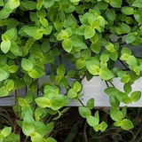 Tradescantia Bolivian Starter Plant, Rooted Cutting, Purple-Green Foliage, Trailing Houseplant, Pet-Friendly