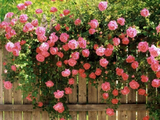 20 Pink Climbing Rose Seeds - Fragrant Perennial Vine - Fast-Growing Flower for Trellis, Arbors & Fences - Easy to Grow