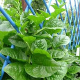 500 mg Seeds Malabar Spinach Green Vines – Basella alba | Heirloom Vegetable for Planting, Lush Growth & Nutritious Harvests