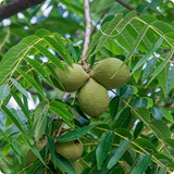10 Black Walnut Tree Seeds - Juglans nigra | Hardy Perennial Nut Tree | Fast-Growing Shade Tree for Landscaping