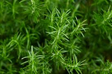 Rosemary Cuttings - 6 Live 4-6" Cuttings, Rosmarinus officinalis, Herb Propagation