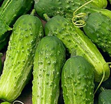 100+ Pickling Cucumber Seeds | Cucumis sativus | Crisp, Compact Variety for Pickles & Gardens | Non-GMO Vegetable Seeds