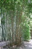 Thai Clumping Bamboo Cuttings, Bambusa dolichomerithalla 'Green Stripe', 12 Live Culms, USDA Zones 9-11, Privacy Screen
