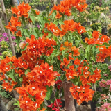 Bougainvillea Orange King Live Plant 1-2 Ft Tall Orange Blooms USDA Zones 9-11
