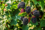 1 Big Daddy Thornless Blackberry Plant - Rubus | Outdoor Garden Fruit | Perennial Edible Berry Bush for Home Orchards