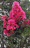 Lagerstroemia 'Hot Pink' - 2 Rooted Cuttings, 6" Tall, Bare Root, Dormant