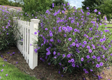 Mexican Petunia Cuttings - 10 Pcs, Purple Perennial, Fast-Growing, Attracts Hummingbirds & Butterflies, Zones 8-11