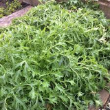 500 mg Seeds Mizuna Spinach Early – Brassica rapa | Heirloom Vegetable for Planting, Fast-Growing Greens, Fresh Harvest